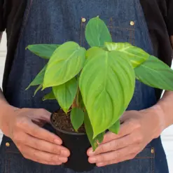 Philodendron 'Fuzzy Petiole' — additional view