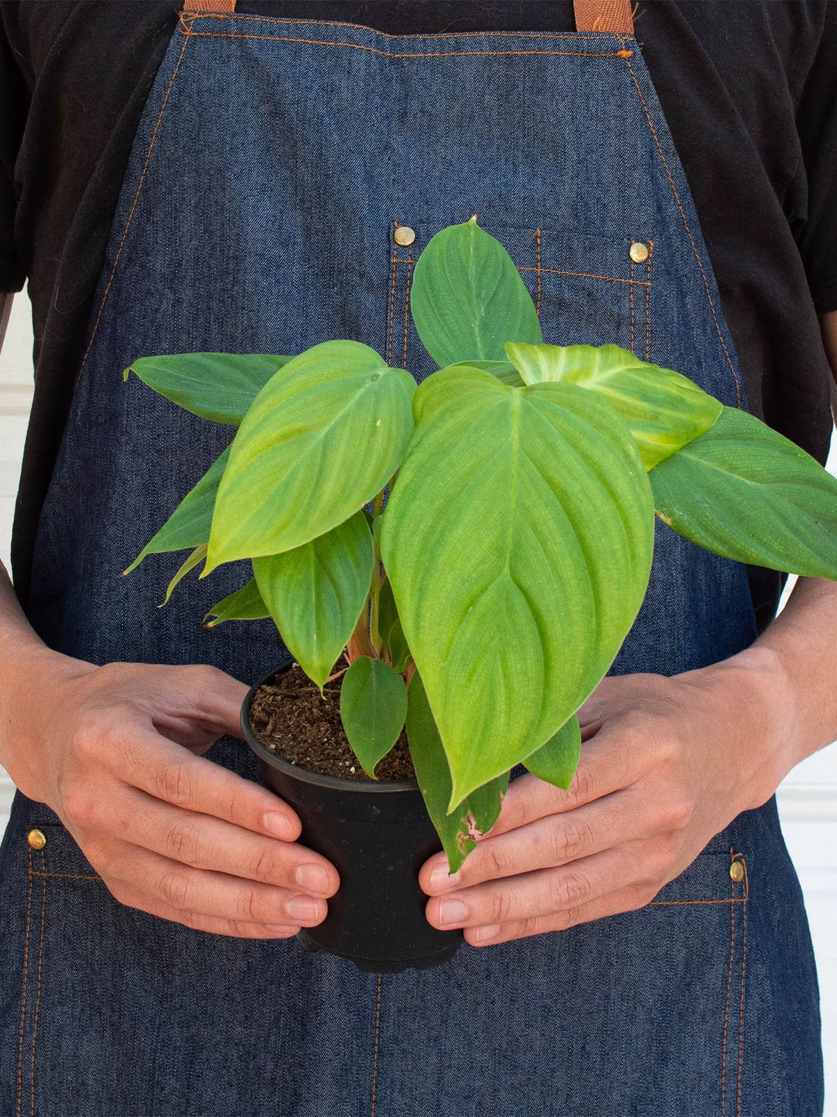 Philodendron 
