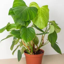 Philodendron 'Fuzzy Petiole' — additional view