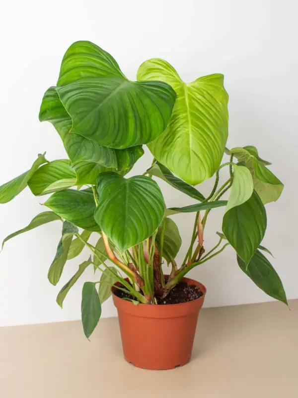 Philodendron 'Fuzzy Petiole' — additional view