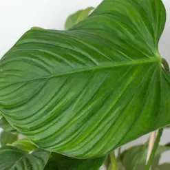 Philodendron 'Fuzzy Petiole' — additional view