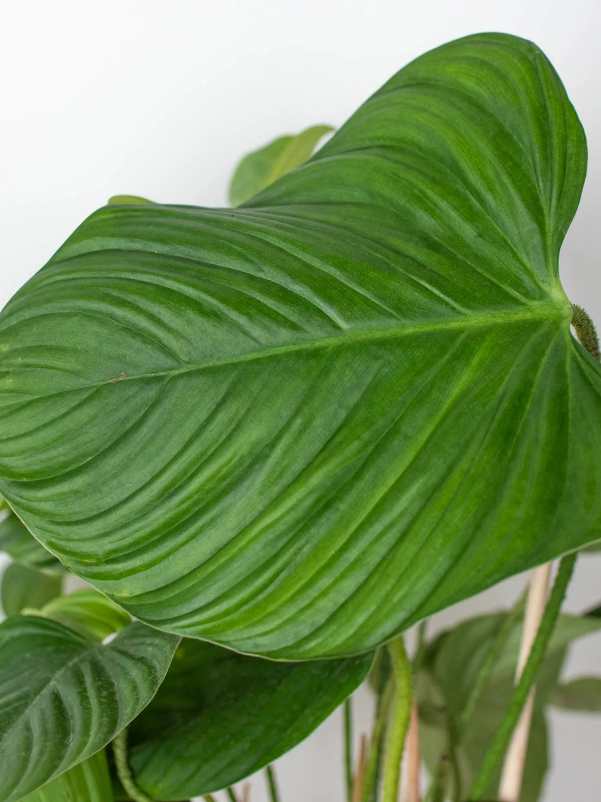 Philodendron 