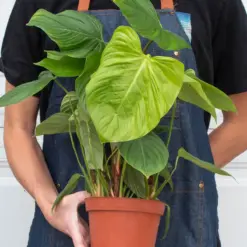 Philodendron 'Fuzzy Petiole' — additional view
