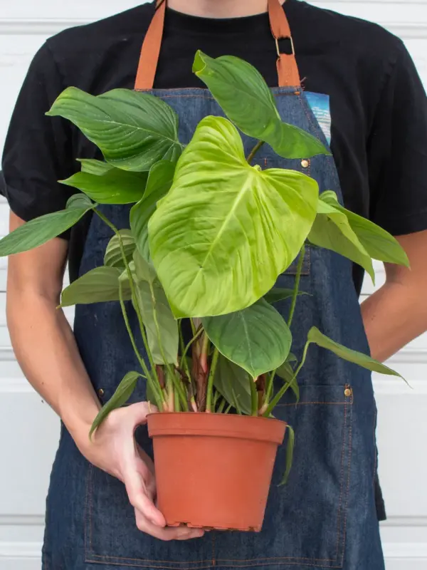Philodendron 'Fuzzy Petiole' — additional view