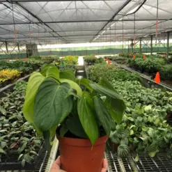 Philodendron 'Fuzzy Petiole' — additional view