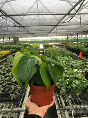 Philodendron 'Fuzzy Petiole' — additional view