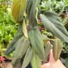 Philodendron Gigas houseplant