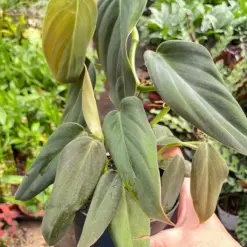 Philodendron Gigas houseplant