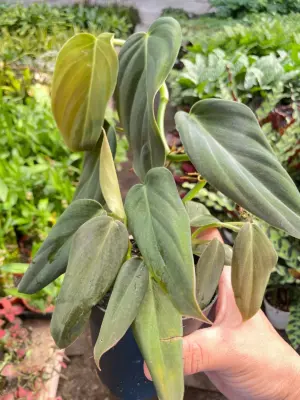 Philodendron Gigas houseplant