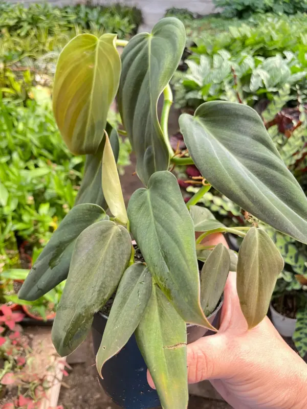 Philodendron Gigas houseplant