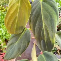 Philodendron Gigas — additional view