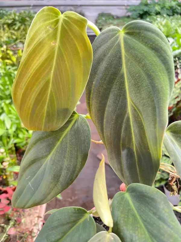 Philodendron Gigas — additional view