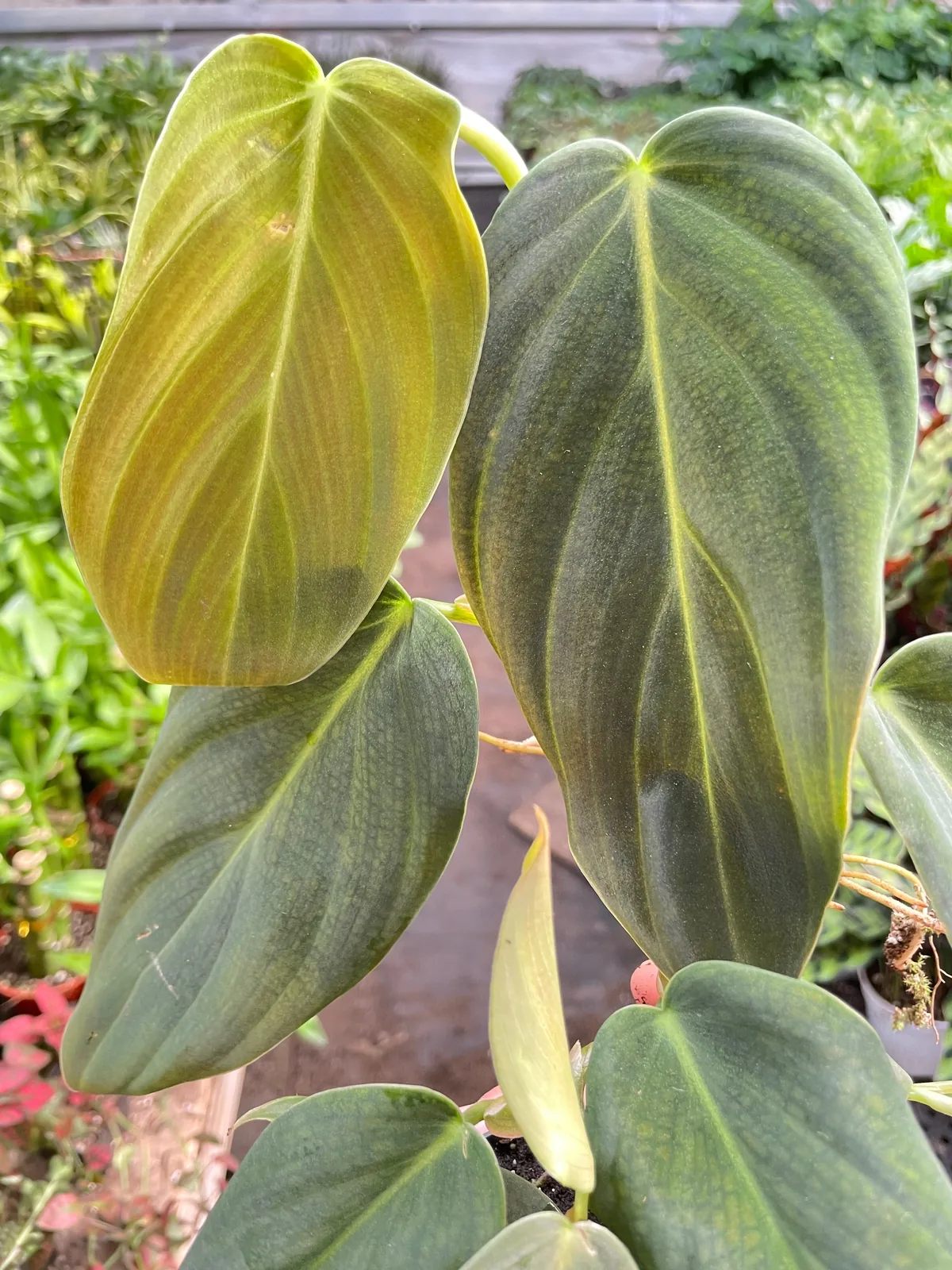 Philodendron Gigas — additional view