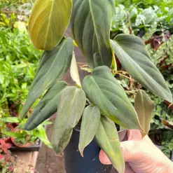 Philodendron Gigas — additional view