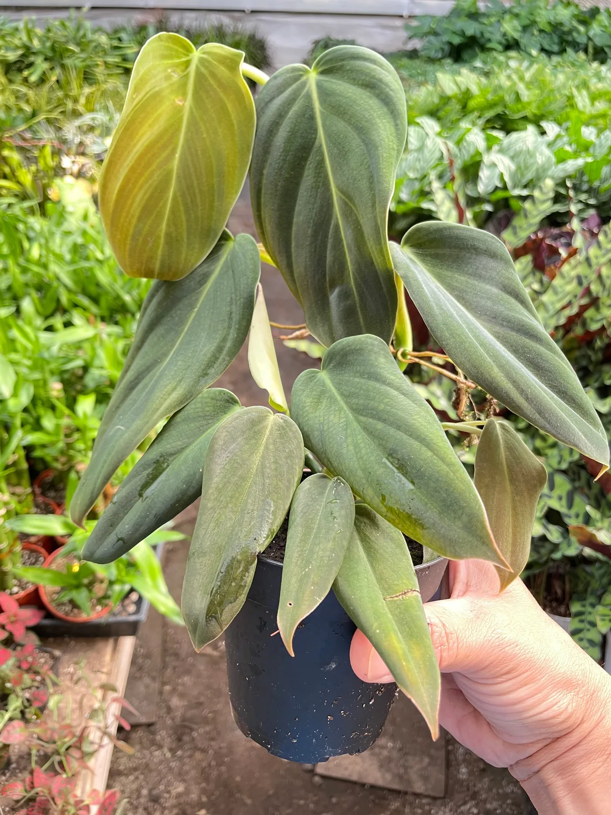 Philodendron Gigas — additional view