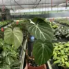 Philodendron 'Gloriosum' houseplant