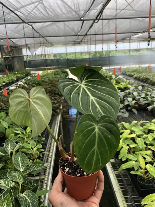 Philodendron 'Gloriosum' houseplant
