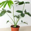 Philodendron 'Goeldii' houseplant
