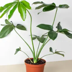 Philodendron 'Goeldii' houseplant