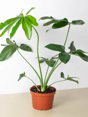 Philodendron 'Goeldii' houseplant