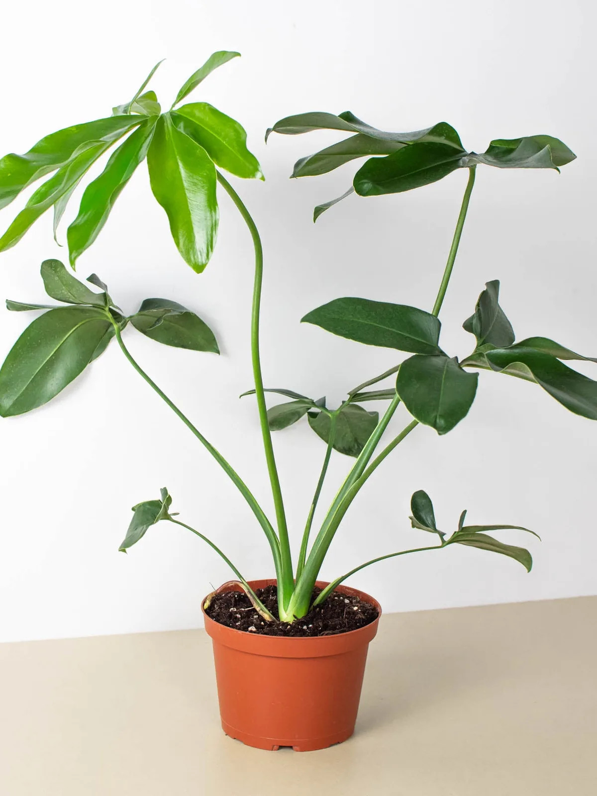 Philodendron 