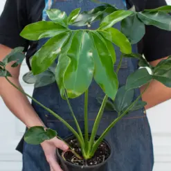 Philodendron 'Goeldii' — additional view