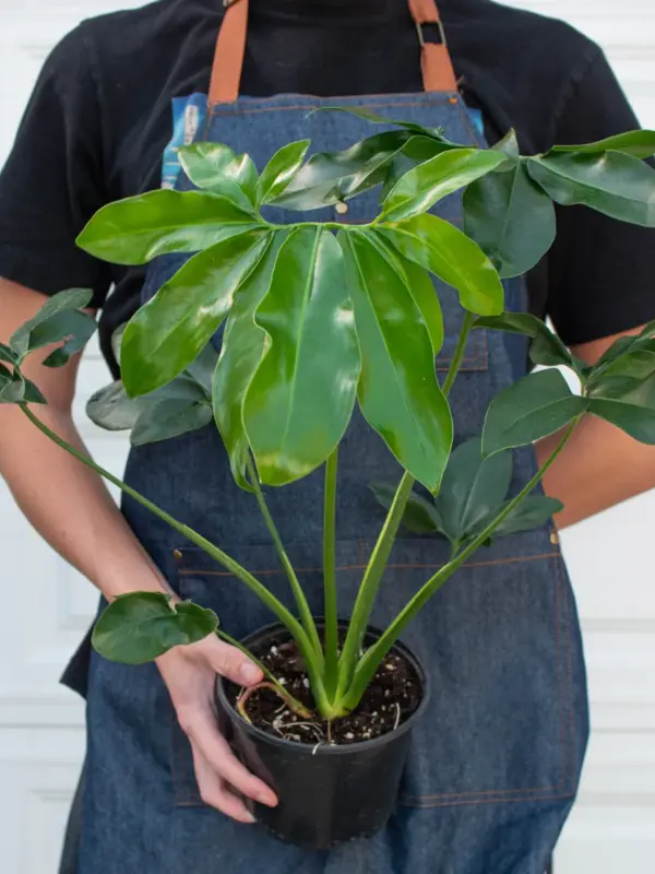 Philodendron 'Goeldii' — additional view