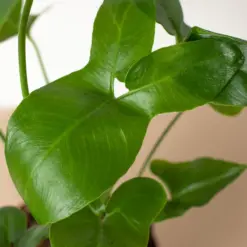 Philodendron 'Goeldii' — additional view
