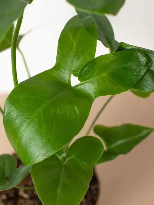 Philodendron 'Goeldii' — additional view