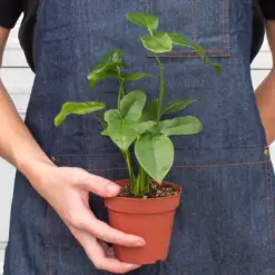 Philodendron 'Goeldii' — additional view