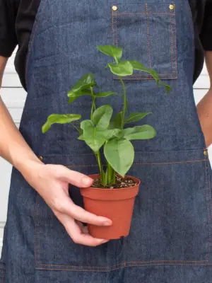 Philodendron 'Goeldii' — additional view