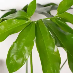 Philodendron 'Goeldii' — additional view