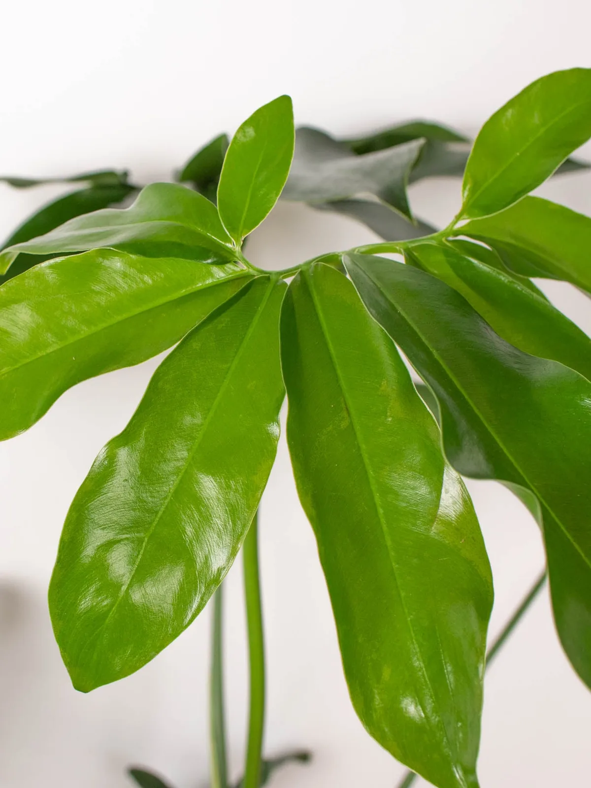Philodendron 
