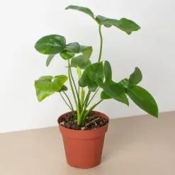 Philodendron 'Goeldii' — additional view