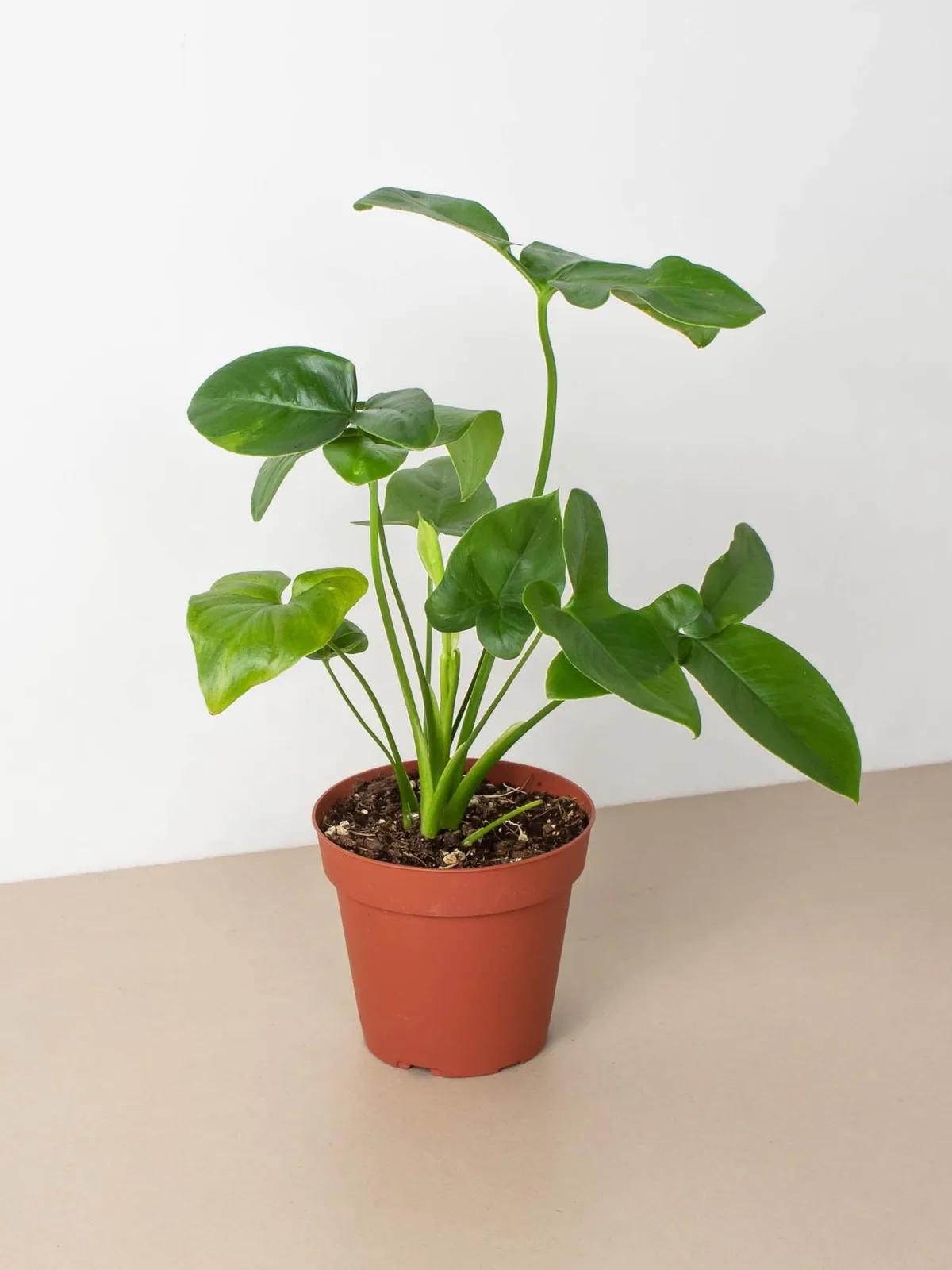 Philodendron 
