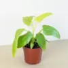 Philodendron 'Gold Violin' houseplant