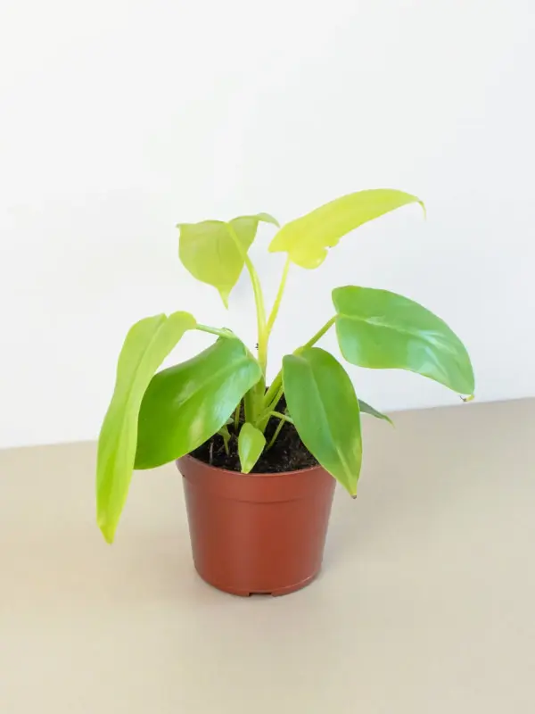 Philodendron 'Gold Violin' houseplant