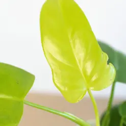 Philodendron 'Gold Violin' — additional view
