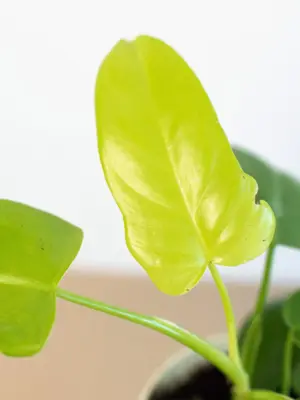 Philodendron 'Gold Violin' — additional view
