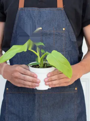 Philodendron 'Gold Violin' — additional view