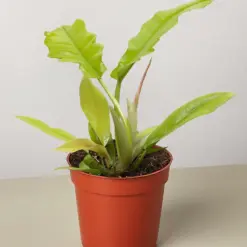 Philodendron 'Golden Crocodile' houseplant