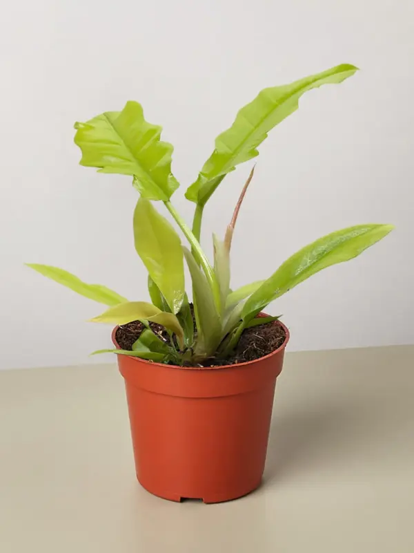 Philodendron 'Golden Crocodile' houseplant