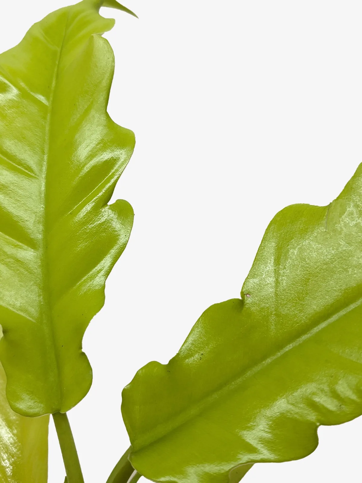 Philodendron 