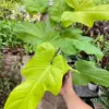 Philodendron 'Golden Dragon' houseplant