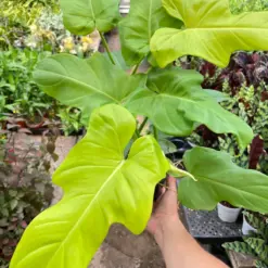 Philodendron 'Golden Dragon' houseplant
