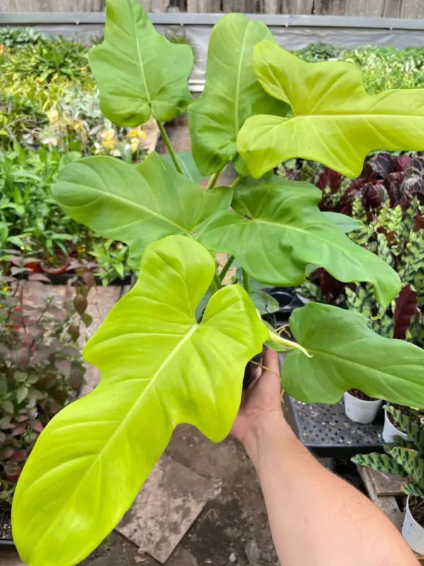 Philodendron 'Golden Dragon' houseplant