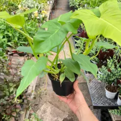 Philodendron 'Golden Dragon' — additional view