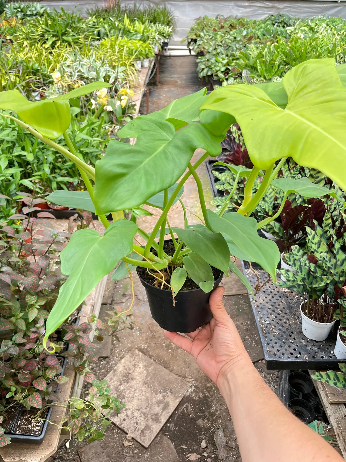 Philodendron 
