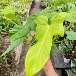 Philodendron 'Golden Dragon' — additional view