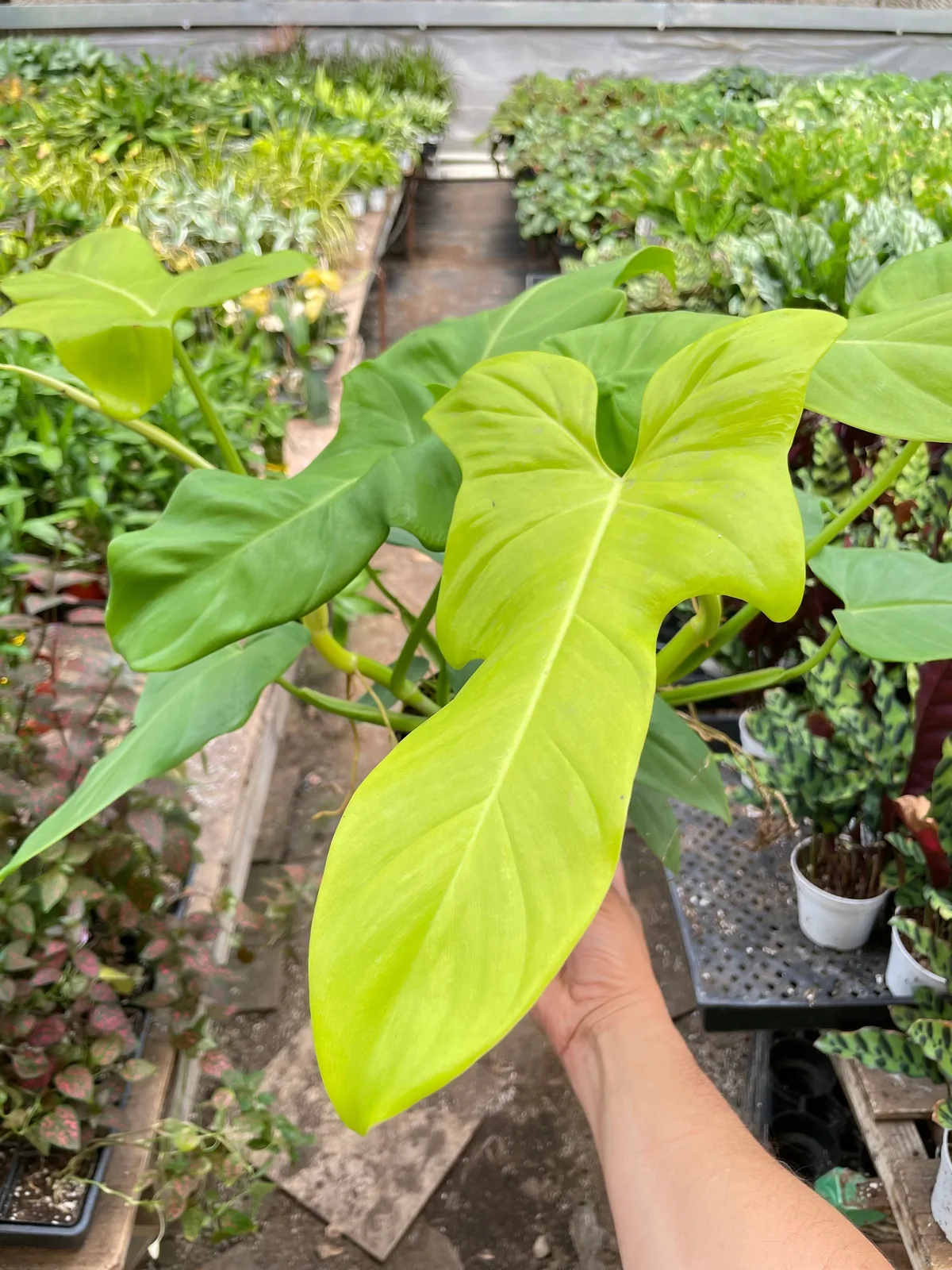 Philodendron 